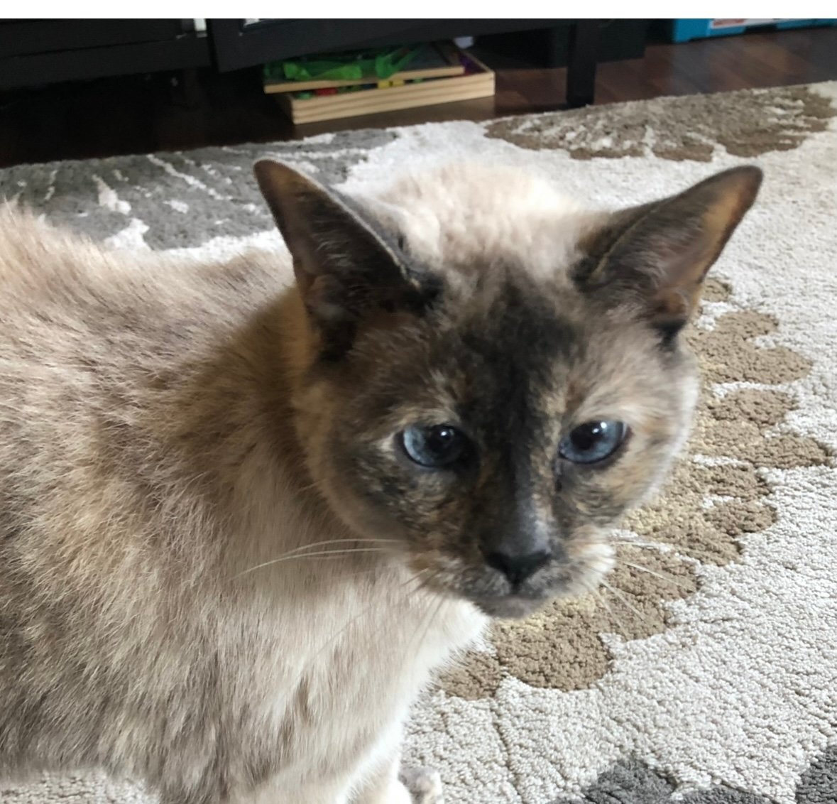 Happy pet with Little Buddies